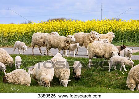 Stock Photography - Ewes and lambs, Sylt, Schleswig-Holstein, Germany . Fotosearch