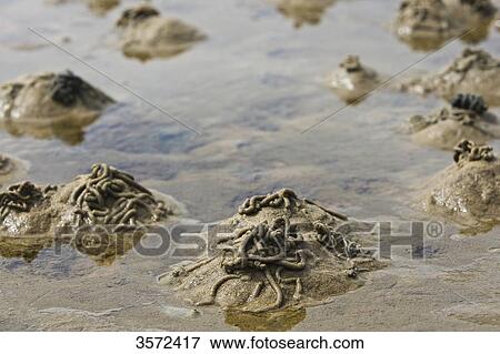 Excrement of lugworms in mudflat, Sylt, Germany View Large Photo Image Stock Photo - Excrement of lugworms in mudflat, Sylt, Germany . Fotosearch