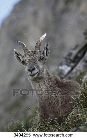 Female alpine ibex, Capra ibex, lying on meadow, Niederhorn, Swiss Alps, Switzerland, Europe View Large Photo Image Stock Photography - Female alpine ibex, Capra ibex, lying on meadow, Niederhorn, Swiss Alps, Switzerland, Europe . Fotosearch
