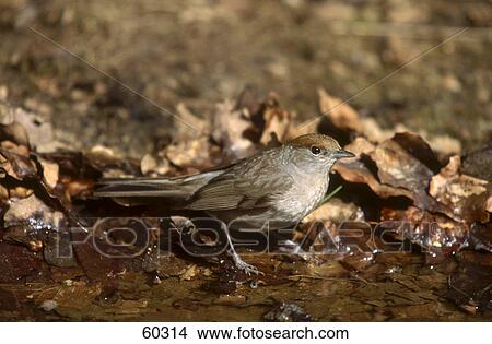 Picture - Female Blackcap (Sylvia atricapilla) bird in water . Fotosearch