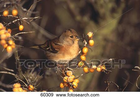 Stock Photo - Female Brambling (Fringilla montifringilla) bird perching on berries branch . Fotosearch