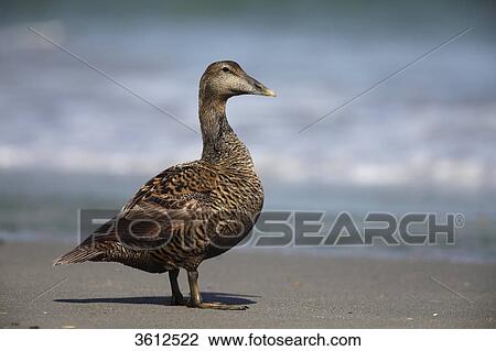 Female Common Eider (Somateria mollissima) on beach, Helgoland, Germany View Large Photo Image Stock Image - Female Common Eider (Somateria mollissima) on beach, Helgoland, Germany . Fotosearch