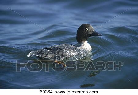 Picture - Female Goldeneye (Bucephala clangula) duck floating on water . Fotosearch