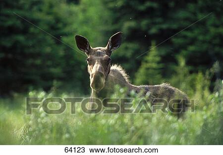 Stock Image - Female Moose (Alces alces) in field . Fotosearch