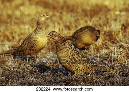 Female pheasant (Phasanius colchicus) birds in field, Germany View Large Photo Image Picture - Female pheasant (Phasanius colchicus) birds in field, Germany . Fotosearch