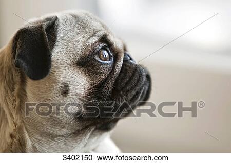 Stock Image - Female pug looking outside the window, profile . Fotosearch