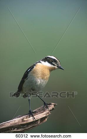 Stock Image - Female Whinchat (Saxicola rubetra) bird perching on branch . Fotosearch