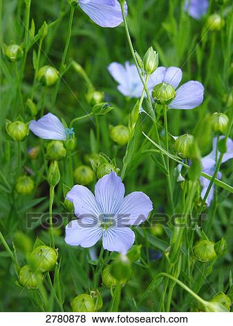 Stock Photo - Flax (Linum usitatissimum) flowers blooming in field . Fotosearch