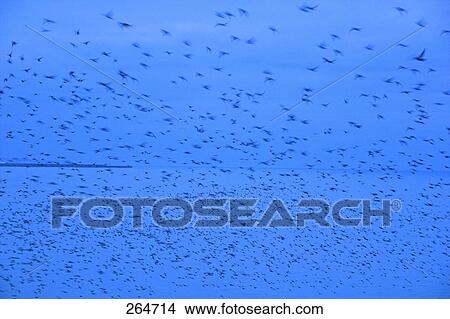 Picture - Flock of birds flying in sky, Brighton, East Sussex, England . Fotosearch