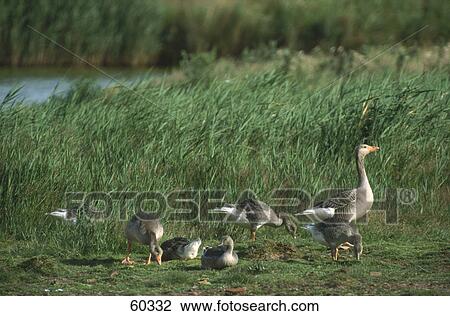 Flock of Grey Goose (Anser anser) in field View Large Photo Image Stock Image - Flock of Grey Goose (Anser anser) in field . Fotosearch
