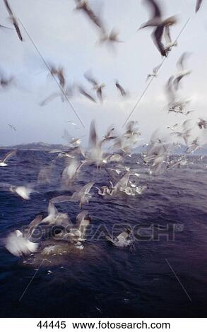 Flock of seagulls flying over sea View Large Photo Image Stock Photography - Flock of seagulls flying over sea . Fotosearch