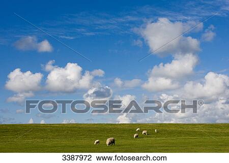 Stock Image - Flock of sheep grazing on green meadow, Sylt, Germany, elevated view . Fotosearch