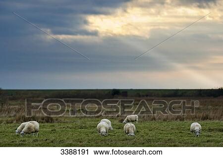 Flock of sheep grazing on pasture, Sylt, Germany View Large Photo Image Stock Image - Flock of sheep grazing on pasture, Sylt, Germany . Fotosearch