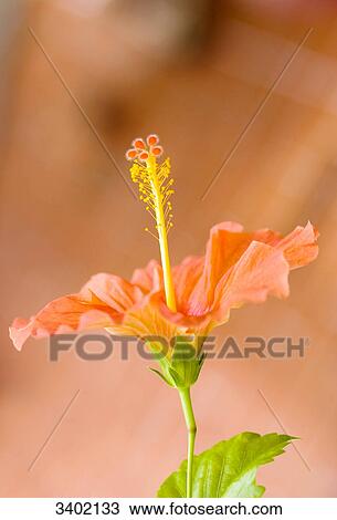Stock Image - Flower . Fotosearch