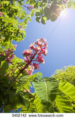 Flowering chestnut View Large Photo Image Stock Image - Flowering chestnut . Fotosearch