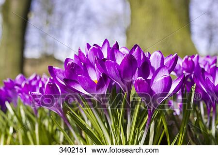 Flowering crocuses in a park, Hamburg, Germany View Large Photo Image Stock Image - Flowering crocuses in a park, Hamburg, Germany . Fotosearch