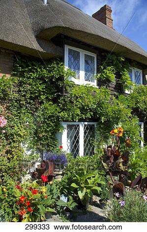 Flowers and ivy in front of house, Sussex, England View Large Photo Image Stock Image - Flowers and ivy in front of house, Sussex, England . Fotosearch