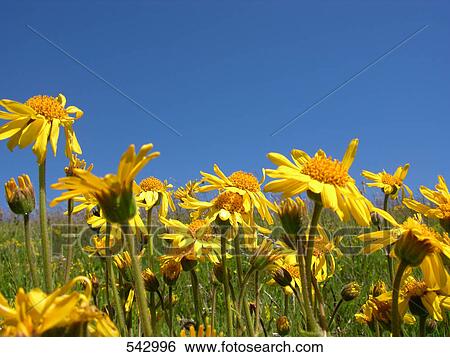 Flowers blooming in field View Large Photo Image Stock Photograph - Flowers blooming in field . Fotosearch