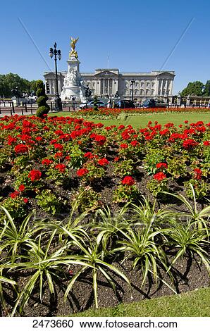 Flowers blooming in garden with palace in background, Buckingham Palace, City Of Westminster, London, England View Large Photo Image Stock Image - Flowers blooming in garden with palace in background, Buckingham Palace, City Of Westminster, London, England . Fotosearch
