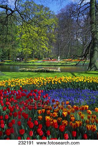 Flowers in a bloom in a formal garden, Keukenhof Gardens, Lisse, Holland View Large Photo Image Stock Image - Flowers in a bloom in a formal garden, Keukenhof Gardens, Lisse, Holland . Fotosearch