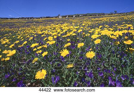 Stock Image - Flowers in field . Fotosearch