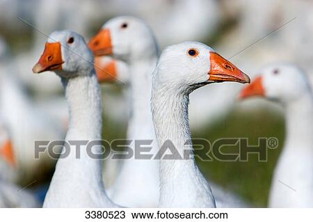 Stock Image - Free-range Gooses . Fotosearch