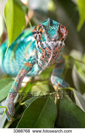 Stock Photo - Furcifer Pardalis sitting on a ficus benjamini . Fotosearch