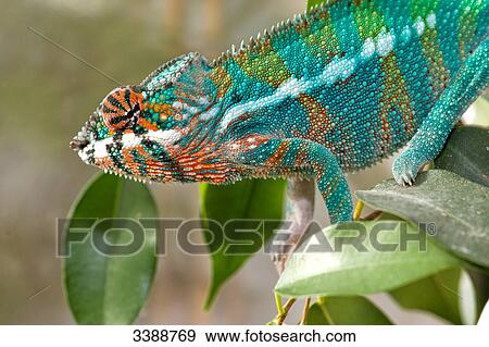 Furcifer Pardalis sitting on a ficus benjamini View Large Photo Image Stock Photo - Furcifer Pardalis sitting on a ficus benjamini . Fotosearch