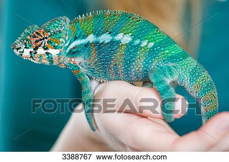Stock Photo - Furcifer Pardalis sitting on a hand . Fotosearch