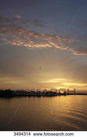 Picture - Gambia river, Gambia, West Africa, Africa . Fotosearch