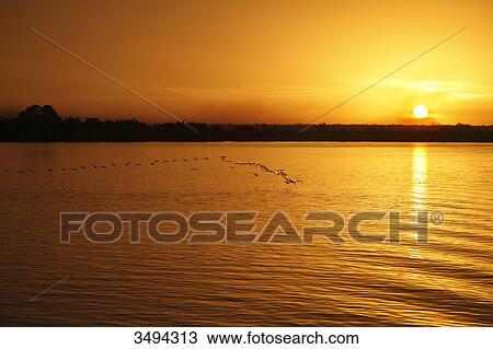Gambia river, Gambia, West Africa, Africa View Large Photo Image Stock Image - Gambia river, Gambia, West Africa, Africa . Fotosearch