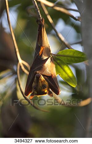 Stock Photo - Gambian Epauletted Fruit Bat, Epomophorus gambianus, Gambia, West Africa, Africa . Fotosearch