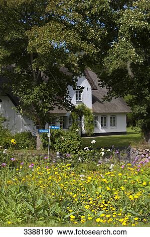 Garden and thatched-roof house in Keitum, Sylt, Germany View Large Photo Image Stock Image - Garden and thatched-roof house in Keitum, Sylt, Germany . Fotosearch