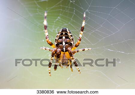 Garden spider, Araneus diadematus, in cobweb View Large Photo Image Stock Photograph - Garden spider, Araneus diadematus, in cobweb . Fotosearch