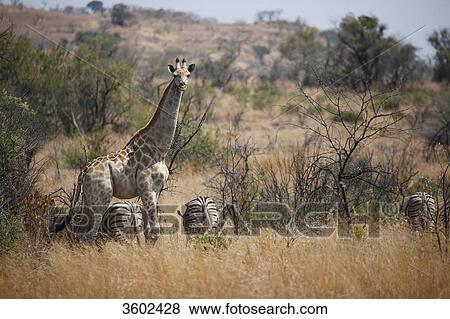 Stock Photo - Giraffe (Giraffa camelopardalis) and Zebras in the savannah, Pilanesberg Game Reserve, South Africa . Fotosearch