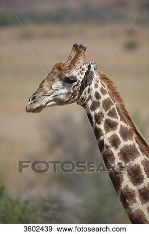 Giraffe (Giraffa camelopardalis) in the savannah, Pilanesberg Game Reserve, South Africa View Large Photo Image Stock Photo - Giraffe (Giraffa camelopardalis) in the savannah, Pilanesberg Game Reserve, South Africa . Fotosearch