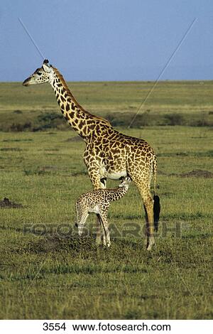 Giraffe (Giraffa camelopardalis) nursing its calf in field, Masai Mara National Reserve, Kenya View Large Photo Image Picture - Giraffe (Giraffa camelopardalis) nursing its calf in field, Masai Mara National Reserve, Kenya . Fotosearch