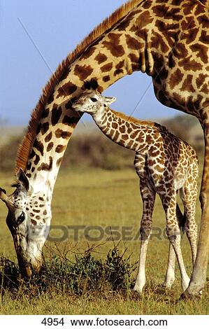 Giraffe (Giraffa camelopardalis) standing with its calf in field, Masai Mara National Park, Kenya View Large Photo Image Picture - Giraffe (Giraffa camelopardalis) standing with its calf in field, Masai Mara National Park, Kenya . Fotosearch