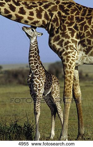 Giraffe (Giraffa camelopardalis) standing with its calf in field, Masai Mara National Park, Kenya View Large Photo Image Stock Photography - Giraffe (Giraffa camelopardalis) standing with its calf in field, Masai Mara National Park, Kenya . Fotosearch