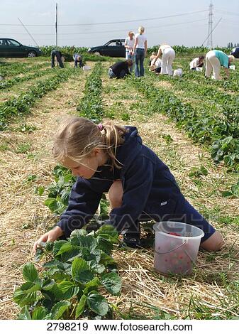 Stock Photo - Girl picking strawberry in field . Fotosearch