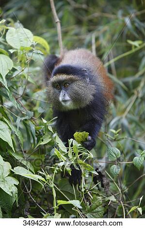 Stock Photo - Golden monkey, Cercopithecus mitis kandti, Virunga Nationalpark, Ruanda, East Africa, Africa . Fotosearch
