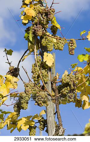 grapevine near Graach, Germany View Large Photo Image Stock Image - grapevine near Graach, Germany . Fotosearch