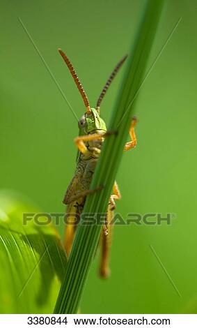 Grasshopper on blade of grass View Large Photo Image Picture - Grasshopper on blade of grass . Fotosearch