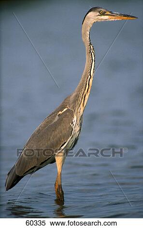 Gray Heron (Ardea cinerea) standing in water View Large Photo Image Stock Photography - Gray Heron (Ardea cinerea) standing in water . Fotosearch