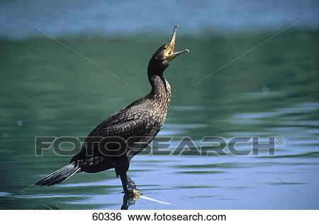 Stock Photograph - Great Cormorant (Phalacrocorax carbo) bird in water . Fotosearch