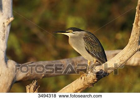 Stock Photo - Green-backed Heron, Butorides striatus, Gambia, West Africa, Africa . Fotosearch