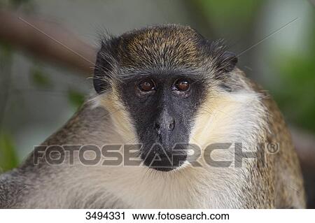 Stock Image - Green monkey, Cercopithecus aethiops, Gambia, West Africa, Africa . Fotosearch