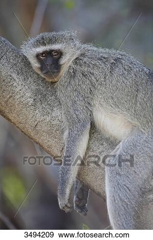 Stock Photo - Green monkey, Cercopithecus aethiops, lying on branch, Pilanesberg Game Reserve, North West, South Africa, Africa . Fotosearch