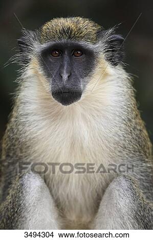 Green monkey, Gambia, West Africa, Africa View Large Photo Image Picture - Green monkey, Gambia, West Africa, Africa . Fotosearch