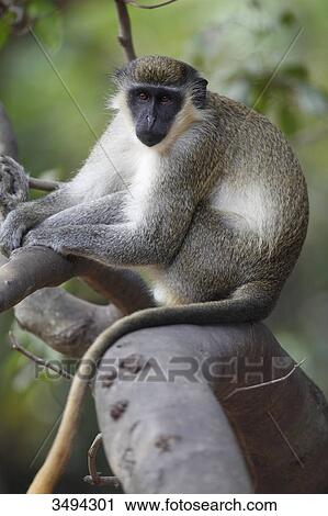 Stock Image - Green monkey, Gambia, West Africa, Africa . Fotosearch